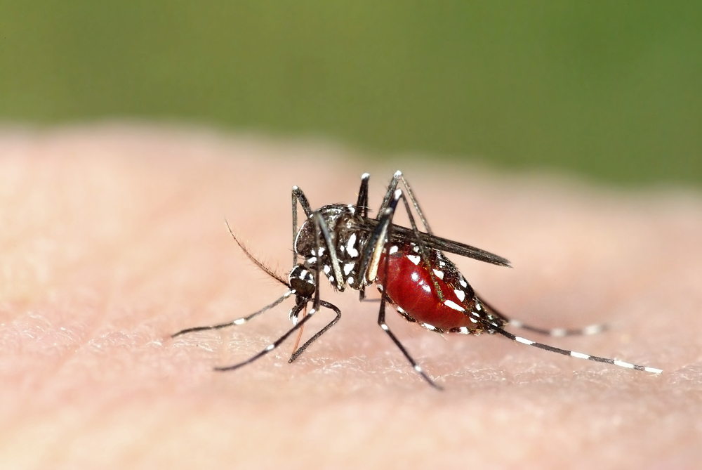 Chikungunya May Mislead Rheumatoid Arthritis Diagnoses